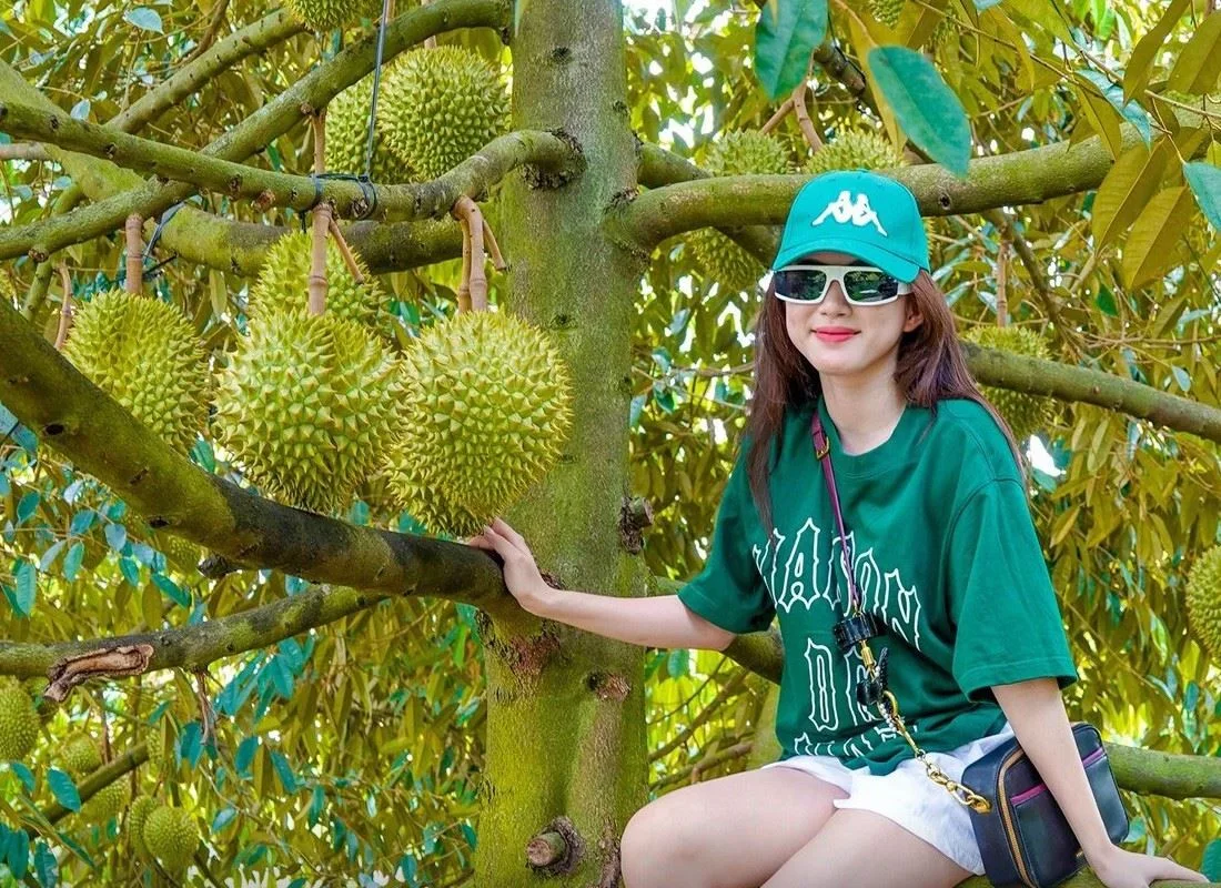 Vườn sầu riêng miền Tây với trái trên cành